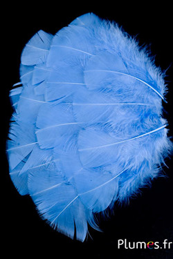 Dinde - 6-8 cm - bleu indien